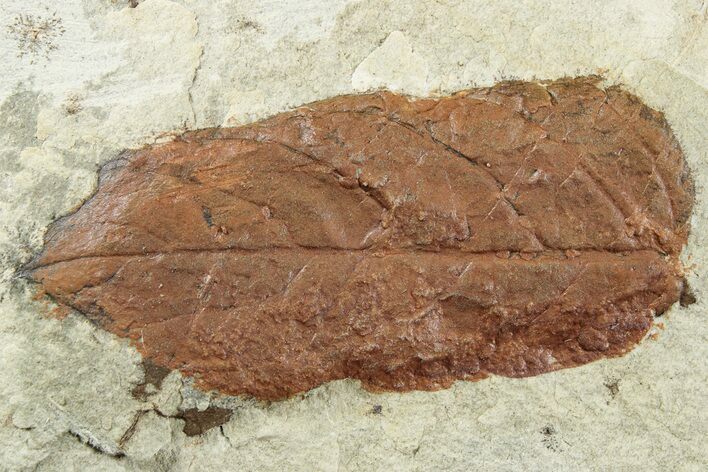 Fossil Leaf (Juglans) - Montana #262545